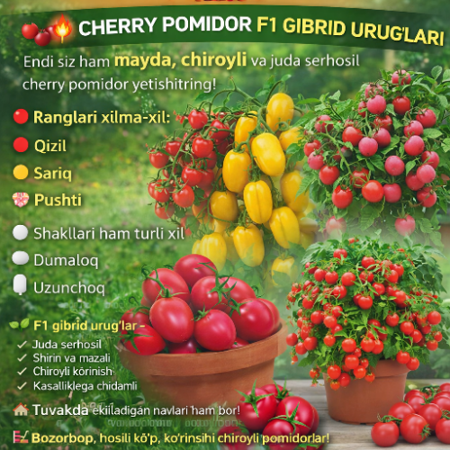 Chery pomidorlar F1 1