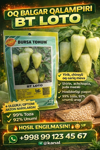 Oq balgar BT LOTTO 1