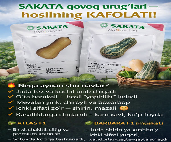 Atlas F1, barbara F1, qovoq 2