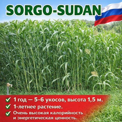 SORGO-SUDAN 1