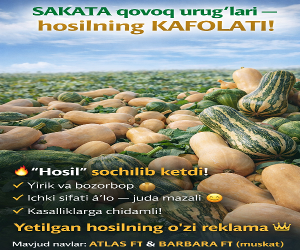 Atlas F1, barbara F1, qovoq 3