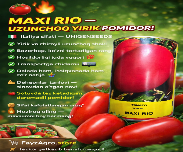 MAXI RIO uzunchoq yirik🍅