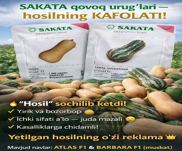 Atlas F1, barbara F1, qovoq 1