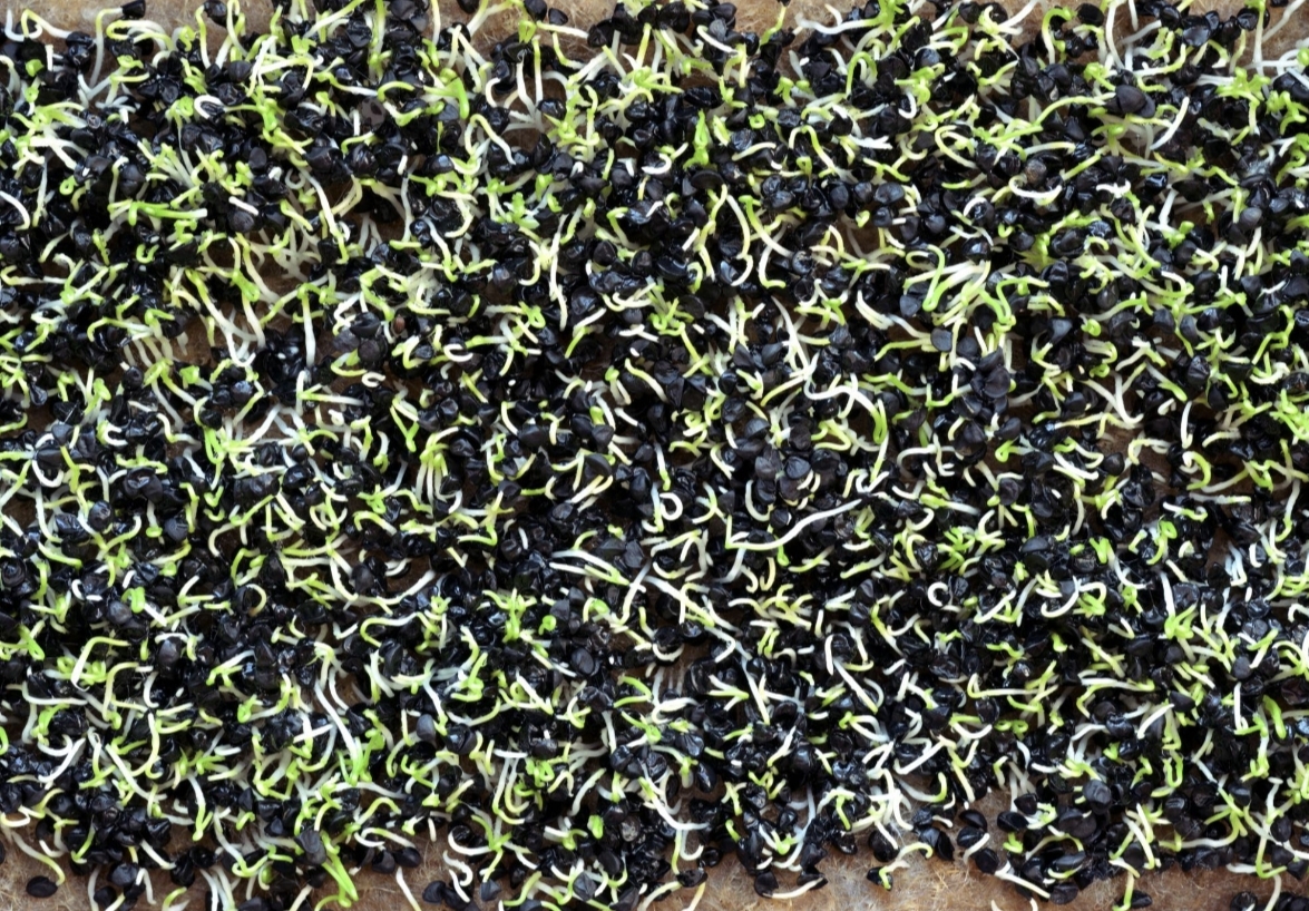 Piyoz urugʻi 🧅 2