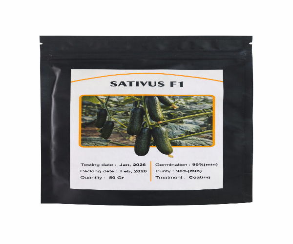 Sativus F1 bodring 2